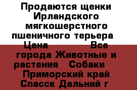 Продаются щенки Ирландского мягкошерстного пшеничного терьера › Цена ­ 30 000 - Все города Животные и растения » Собаки   . Приморский край,Спасск-Дальний г.